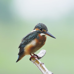 female Common Kingfisher