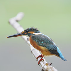 female Common Kingfisher