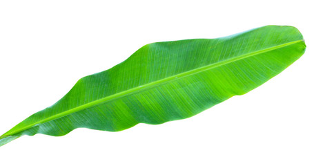 Obraz premium Banana Leaf