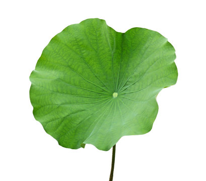 Fototapeta Lotus Leaf