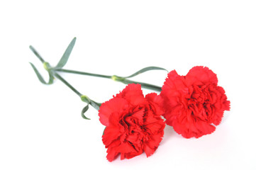 カーネーション