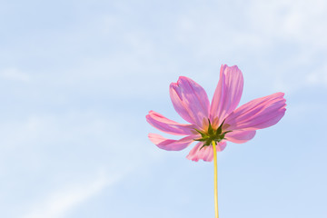 Pink cosmos flower