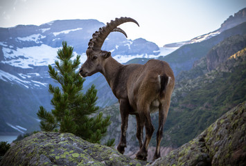 Mountain goat