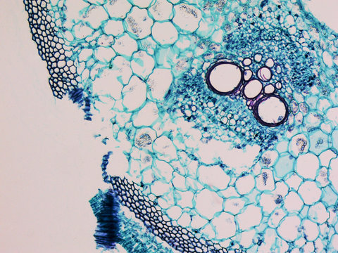 Cucurbita Stem Micrograph