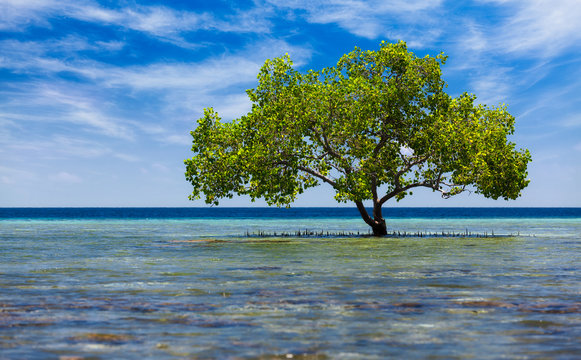 Lonley Mangrove Tree