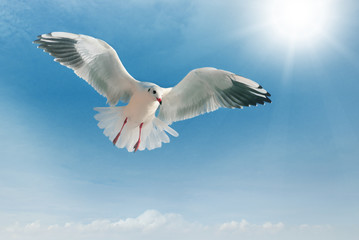 seagull in flight against the blue sky