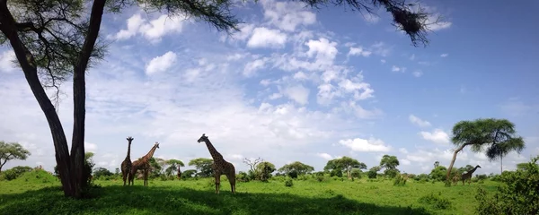Ingelijste posters girafpanorama © aylerein