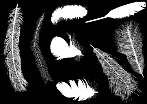 eight feather silhouettes isolated on black
