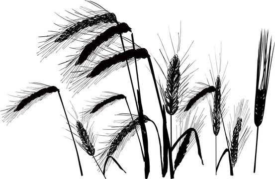 group of black wheat ears isolated on white