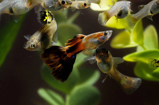 Guppy Multi Colored Fish