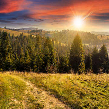 coniferous forest on a  mountain top at sunset
