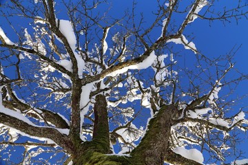 Baumkrone mit Schnee
