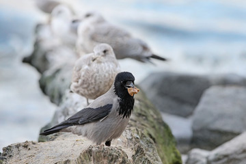 Seagull on the beach