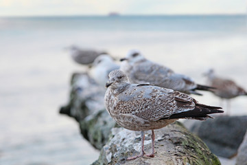 Seagull on the beach