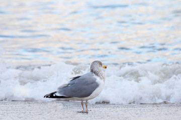 Seagull on the beach