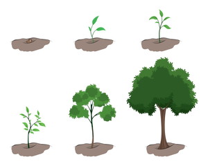 Stage of growth of the tree