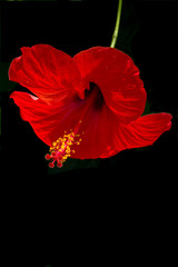 Naklejka premium Red flower of Hibiscus