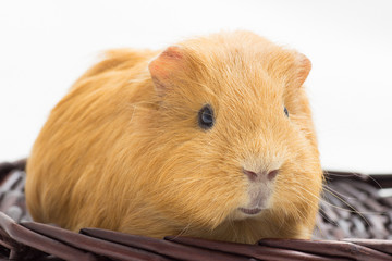 Fototapeta premium guinea pig in a wicker basket