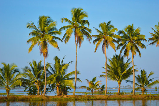 coconut trees © keralagreen