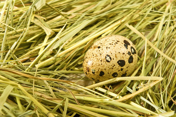 Obraz premium Image of eggs in the grass