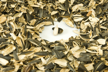 image of seeds and husks  closeup