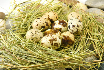 Image of eggs in the grass closeup