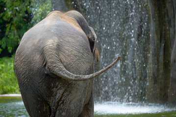 Elephant from behind