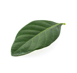 Green leaf