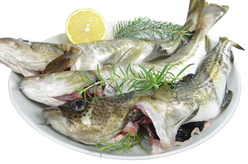 raw fishes