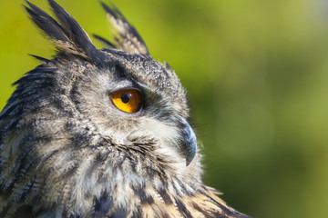 European Eagle Owl