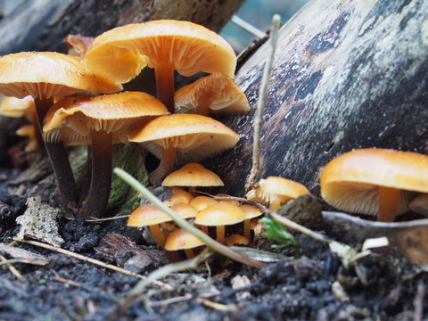 enoki mushroom flammulina velutipes