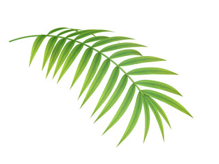 tropical plant branch