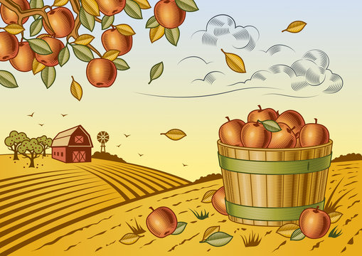 Apple harvest landscape