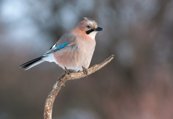 Eurasian jay