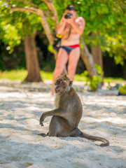 Monkey on Poda beach in Krabi