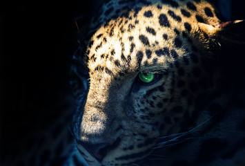 leopard with green eyes