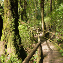 Moss and wooden footpath at the evergreen forest