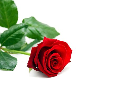 Rose mit Textfreiraum für Valentintstag - Muttertag - Hochzeit