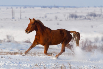 Beautiful horse trotting in winter snow