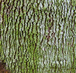 Texture of rubber tree with crack of bark, moss and lichen.