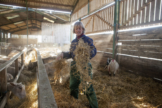 A woman shepherd in blue overalls standing in sheep barn spreading straw bedding.