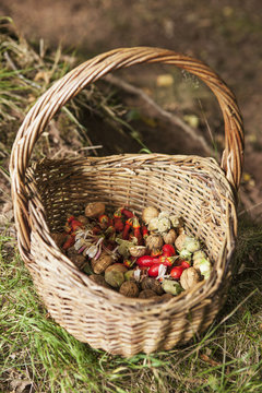 Basket with foraged food, rosehips, fruits and cobnuts.