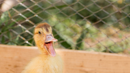 Perturbing duckling in a cage