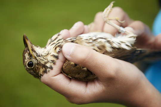 Girl's hand holding small bird