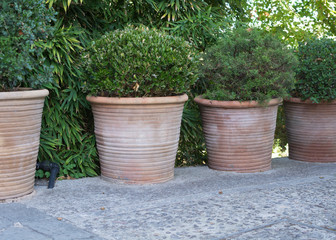 Terracotta pots