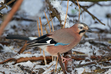 Eurasian Jay (Garrulus glandarius)