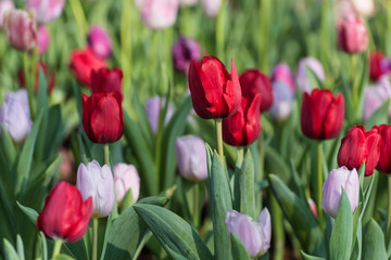 tulips