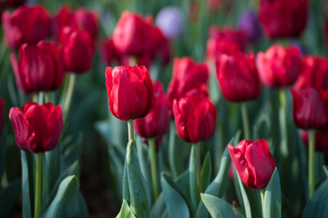 red tulips