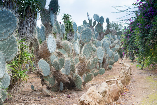 Path in Platyopuntia cactus garden