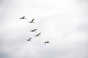 Fototapeta premium uccelli in volo